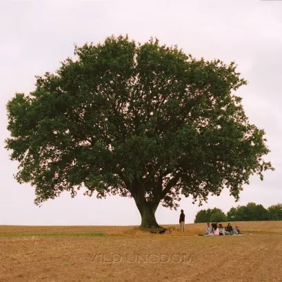 Vild ungdom - Aphaca