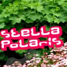Årets Stella Polaris-plakat offentliggjort