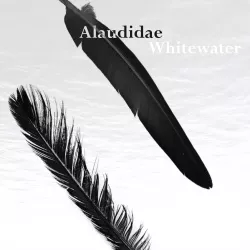 Whitewater - Alaudidae