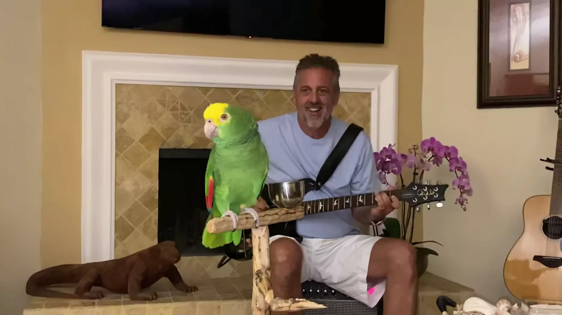 Musikalsk papegøje synger Led Zeppelin, Van Halen og Guns N' Roses