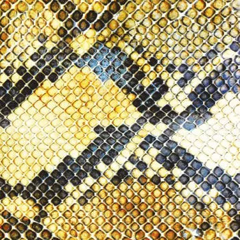 Amphetamine Ballads - The Amazing Snakeheads