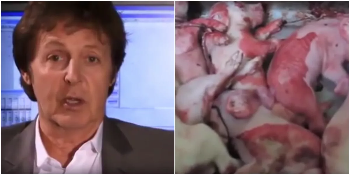Paul McCartneys starka anti köttindustri-video får svensk version