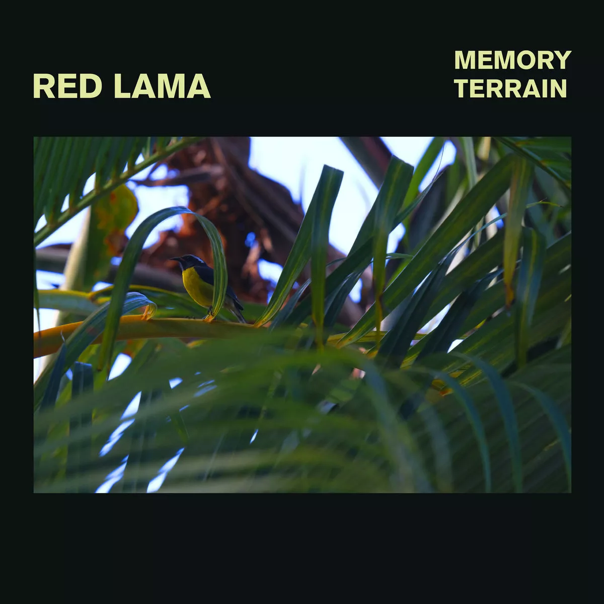 Memory Terrain - Red Lama