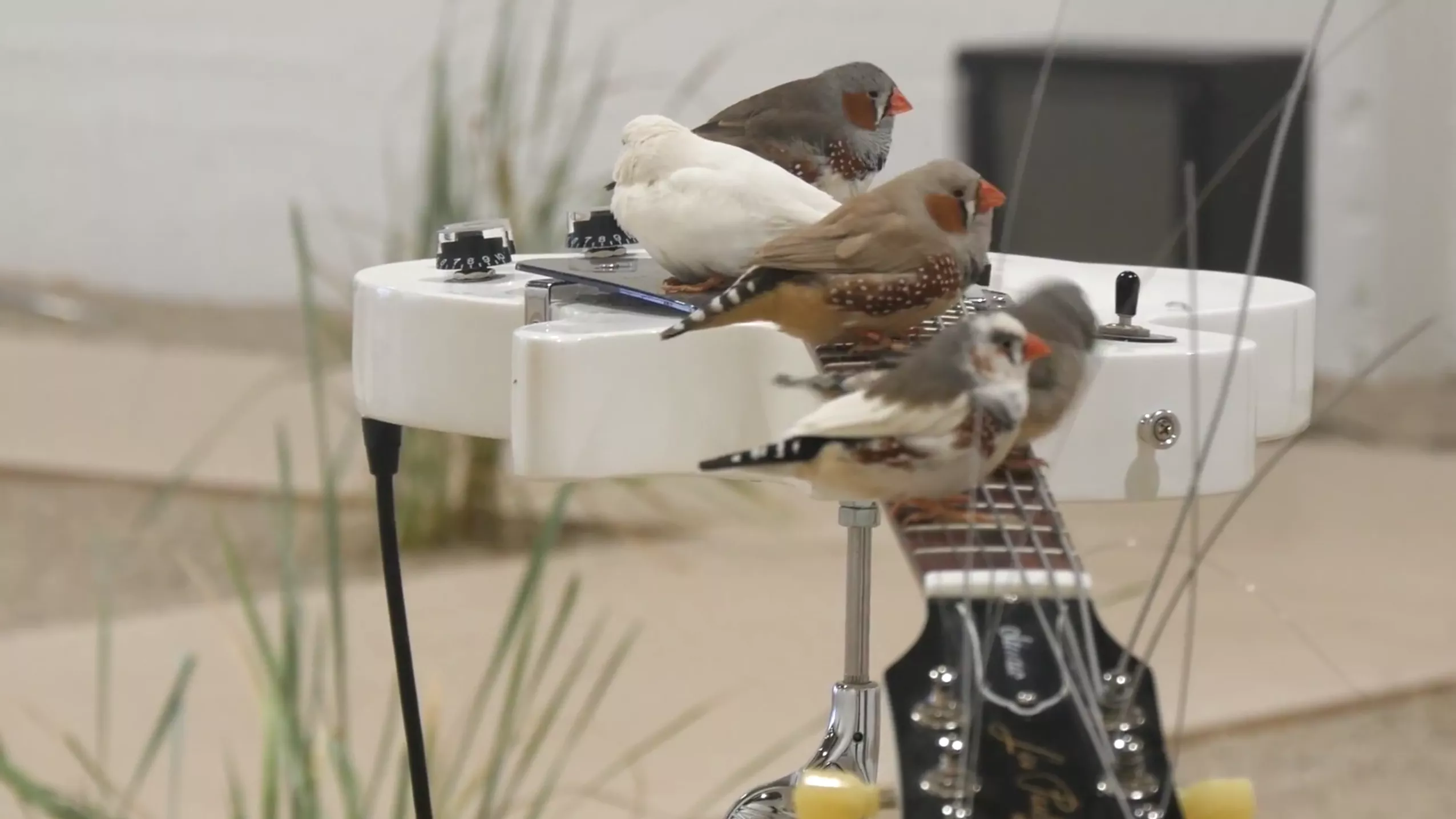 70 fåglar leker rockstjärnor och resultatet är ... intressant