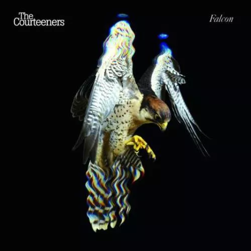 Falcon - The Courteeners