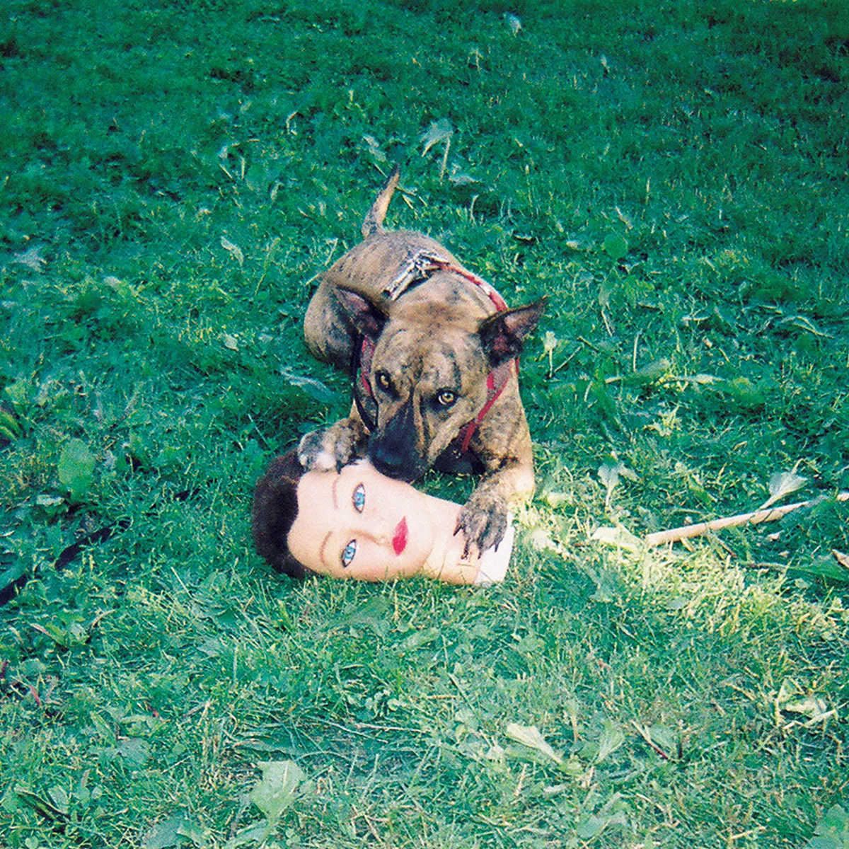 Cody - Joyce Manor